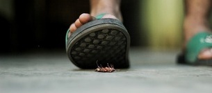 Jak rozpoznać karalucha: 5 Znaków, że Twój Partner Cię Karmi
